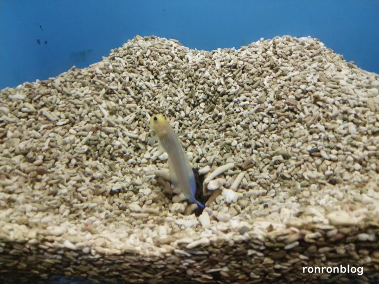 神戸市立須磨水族館のおすすめポイント