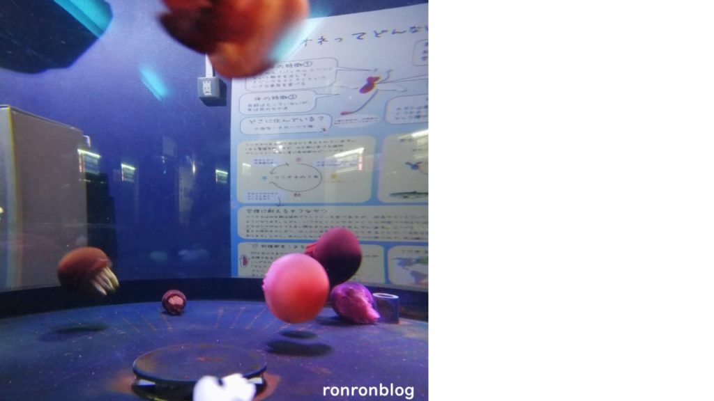 神戸市立須磨水族館のおすすめポイント