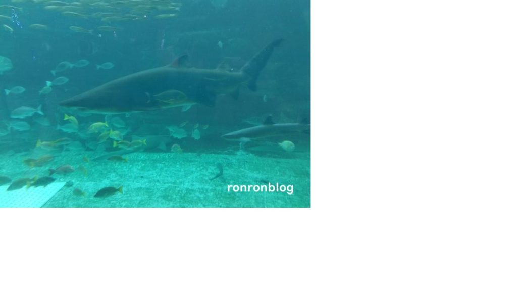 神戸市立須磨水族館のおすすめポイント