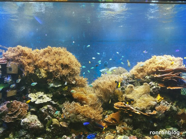 神戸市立須磨水族館のおすすめポイント