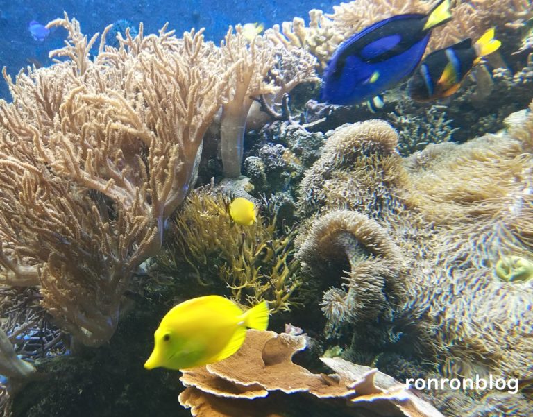 神戸市立須磨水族館のおすすめポイント