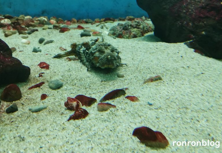 神戸市立須磨水族館のおすすめポイント