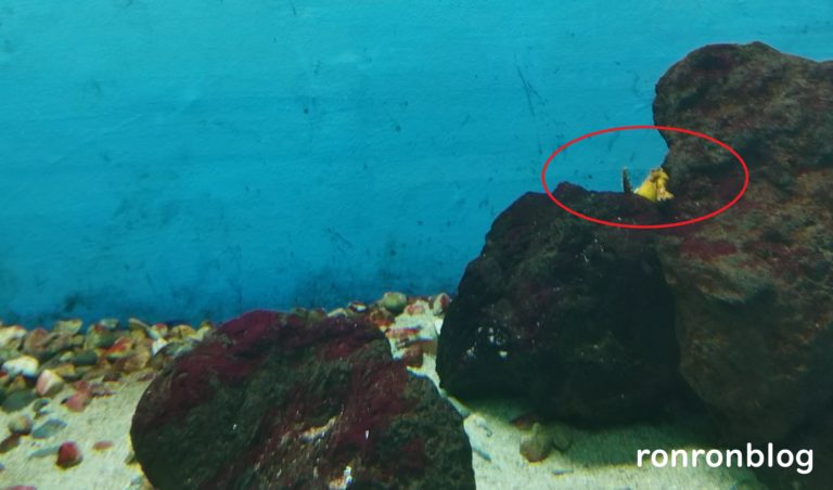 神戸市立須磨水族館のおすすめポイント