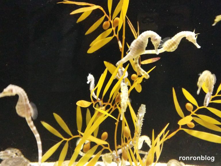 神戸市立須磨水族館のおすすめポイント