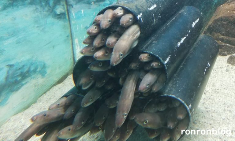 神戸市立須磨水族館のおすすめポイント