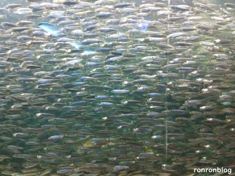 神戸市立須磨水族館のおすすめポイント