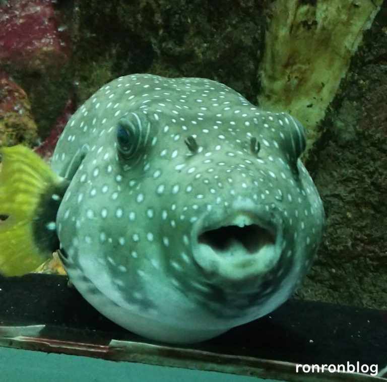 神戸市立須磨水族館のおすすめポイント